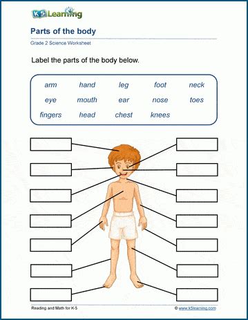 body parts  printables worksheets   body  printables