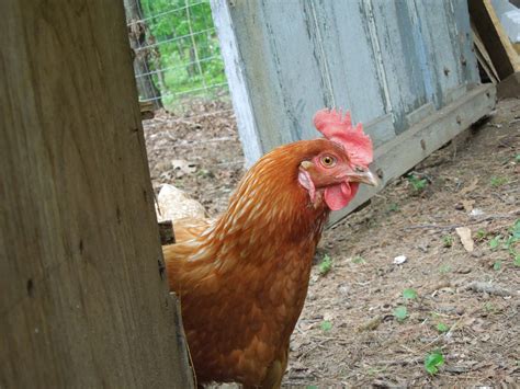 how do i tell the difference between rhode island red and red sex links