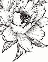 Peony Tattoo Pivoine Botanical Hibiscus Tatouage Pfingstrose Pfingstrosen épinglé Gribouillage Christophe Zeichnen Tegninger Blomster Pencil Stylo Weblobi Tsgos Eilidh sketch template