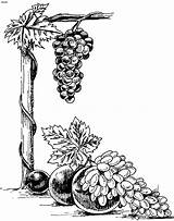 Coloring Grapes Flora sketch template