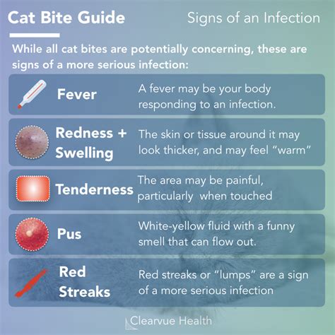 symptoms  rabies  cats bite cat meme stock pictures