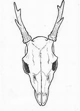 Skull Deer Drawing Easy Head Side Animal Drawings Mule Skulls Draw Tattoos Horns Line Tattoo Getdrawings Paintingvalley Roe Coloring Pages sketch template