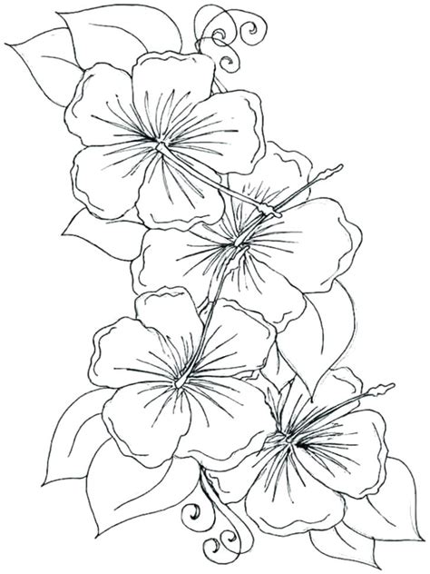 hawaiian flower coloring page  getcoloringscom  printable