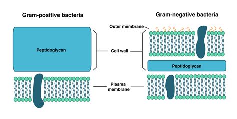 bacterial cell wall structure composition  types