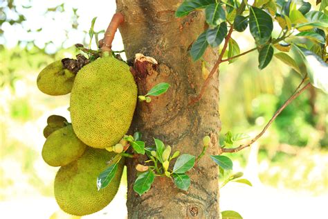 jackfrucht die groesste baumfrucht der welt industrieverband agrar