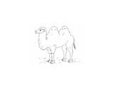 Bactrian Camel sketch template