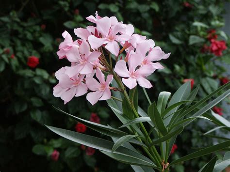 file nerium oleander flowersjpg wikimedia commons