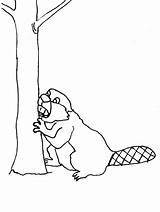 Colorat Beaver Biber Coloring Imagini Castor Malvorlagen Animale Mewarnai Kleurplaten Bever Berang Castores Colorare Animalute 1622 Animasi Animierte Dieren Bewegende sketch template