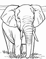 Elephant Drawing Animal Pencil Coloring Pages Kids Printing Book Color Getdrawings sketch template