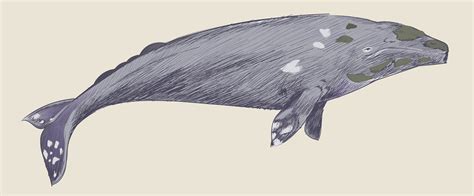 illustration drawing style  gray whale   vectors