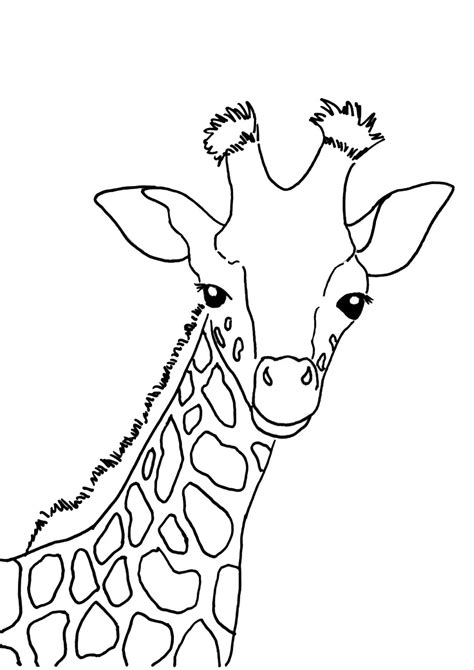 disegni  giraffe da colorare disegni da colorare  animali