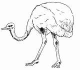 Ostrich Avestruz Animales Dibujo Coloringbay Bestcoloringpagesforkids sketch template