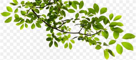 tree branch clip art png xpx tree branch herb herbalism