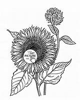 Coloring Pages Realistic Sunflowers Flower Sunflower Kids Printable Wuppsy Printables Color Roses Adult sketch template