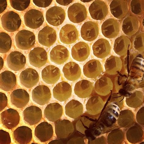 drone laying workers multiple eggs  cells bee keeping bee bee supplies