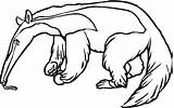 Oso Hormiguero Anteater sketch template
