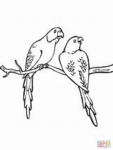 Coloring Pages Two Budgie Parakeets Parakeet Printable Colorings Color Birds sketch template