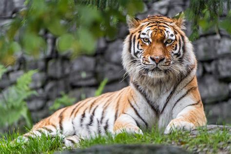 tiger  ultra hd wallpaper background image  riset