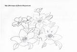 Flowers Coloring Flower Pages Hellebores Christmas Say Colorare Da Daisy sketch template