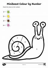 Number Minibeasts Sheets Colour sketch template