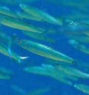 Afbeeldingsresultaten voor "spratelloides". Grootte: 174 x 185. Bron: fishesofaustralia.net.au