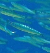 Afbeeldingsresultaten voor Spratelloides. Grootte: 175 x 185. Bron: fishesofaustralia.net.au