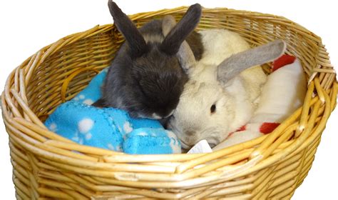 cute bunnies hall veterinary surgery