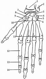 Hand Bones Anatomy Human Skeleton Coloring Skeletal Physiology Bone Worksheet Carpals Names Body Arm System Diagram Practice Label Book Skull sketch template