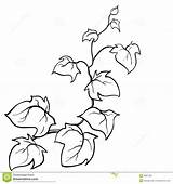 Vine Vines Drawing Coloring Plant Ivy Line Pages Clipart Disegno Creeping Flowers Leaf Vector Pumpkin Jungle Sketch Drawn Edera Drawings sketch template