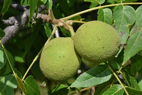 Black Walnut Juglans Nigra In Winnipeg Headingley Oak Bluff Manitoba