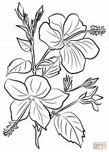 Hibiscus Coloring Pages Flowers Drawing Printable Para Chinese Colorear Dibujo Wood Patterns Burning Line Yellow Hibisco Supercoloring Flores Dibujos Pintura sketch template