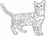 Bengal Coloring Pages Cat Bengals Cats Sketches Template Chat Color Choose Board Drawings sketch template