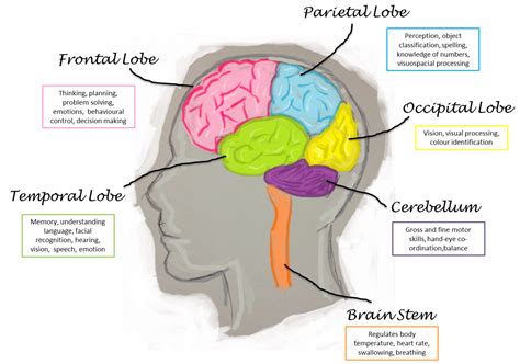 bedside brain imaging   era  detecting brain injuries