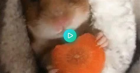 Hamsters Eating Album On Imgur