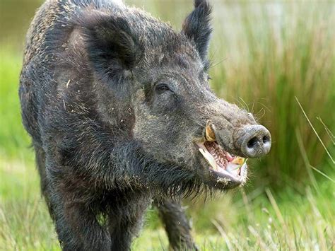 tx tops  hog attacks  humans  hog invades home texas fish
