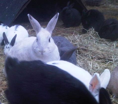 Valentines Love Fest For Ears Uvic Rabbits A Bale Of Hay Keeps The