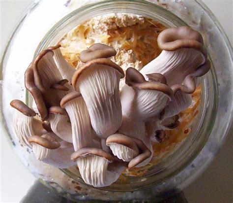 grow   mushrooms oyster mushrooms  coffee grounds