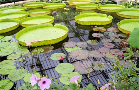 giant water lily pads royal botanic © steve fareham cc by sa 2 0