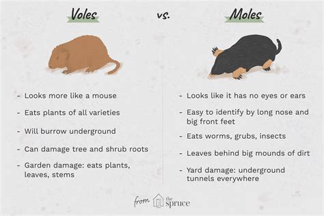 voles  moles whats  difference