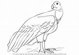 Condor Draw California Drawing Step Birds Tutorials sketch template