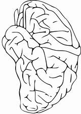 Cerebro Hersenen Kleurplaat Cervello Educima Schoolplaten Joe sketch template
