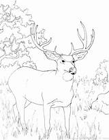 Elk Coloring Pages Getdrawings Deer sketch template
