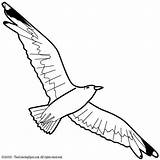 Seagull Clipartmag Flight sketch template