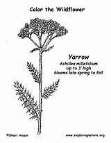 Yarrow Coloring Exploringnature sketch template