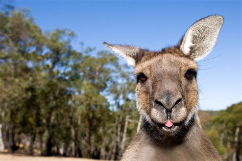 Kangaroo Population Skyrockets In Australia So Expert Says They Should