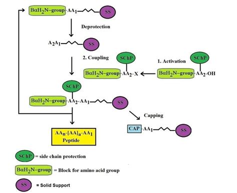 custom peptide synthesis alchetron   social encyclopedia