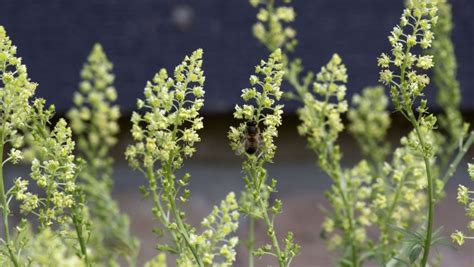 bloemen op zandgrond prachtlint