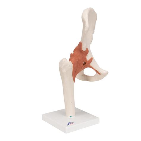Functional Hip Joint Model Includes 3b Smart Anatomy