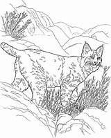 Lynx Bobcat Lince Colorir Ausmalbilder Luchs Malvorlage Rossa Linci Tiere Animali Ausmalbild Roux Selvagens Selvagem Printmania Colorironline sketch template