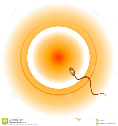 Conception Egg Sperm And Sex Royalty Free Stock Image